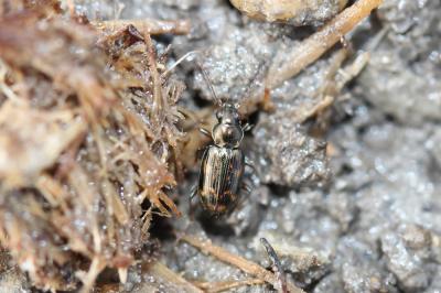  Bembidion varium (Olivier, 1795)