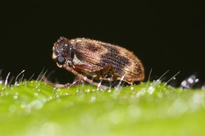  Ptinus italicus Aragona, 1830