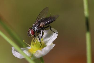  Clausicella suturata Rondani, 1859