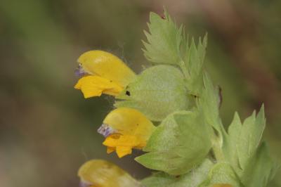 Rhinanthe velu, Rhinanthe Crête-de-coq Rhinanthus alectorolophus (Scop.) Pollich, 1777