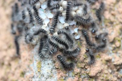 Bombyx de la Ronce (Le), Polyphage (La) Macrothylacia rubi (Linnaeus, 1758)
