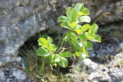 Nerprun des Alpes Rhamnus alpina L., 1753