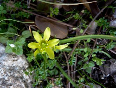 Gagée du Lubéron Gagea luberonensis J.-M.Tison, 1998
