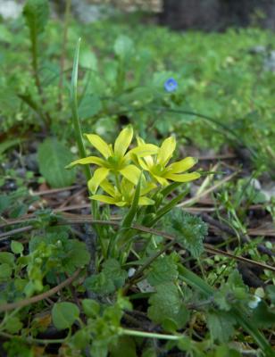 Gagée du Lubéron Gagea luberonensis J.-M.Tison, 1998