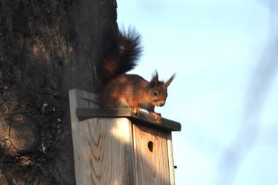 Écureuil roux Sciurus vulgaris Linnaeus, 1758