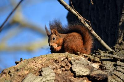 Écureuil roux Sciurus vulgaris Linnaeus, 1758