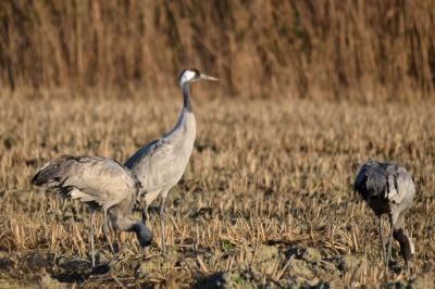 Grue cendrée Grus grus (Linnaeus, 1758)