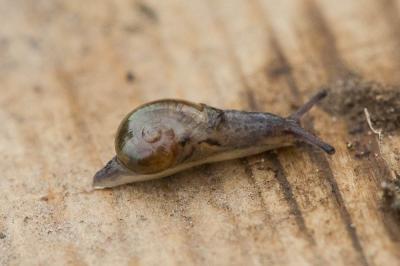Semilimace commune Vitrina pellucida (O.F. Müller, 1774)