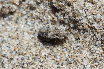  Leichenum pulchellum (Lucas, 1846)