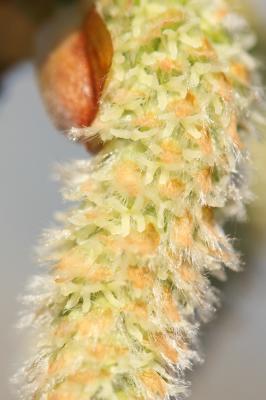 Peuplier blanc Populus alba L., 1753