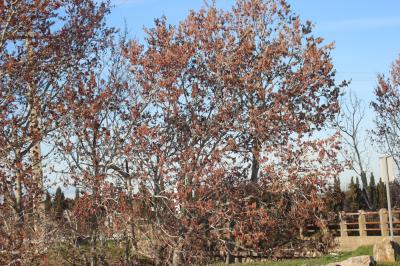 Peuplier blanc Populus alba L., 1753