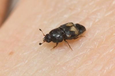  Carpophilus hemipterus (Linnaeus, 1758)