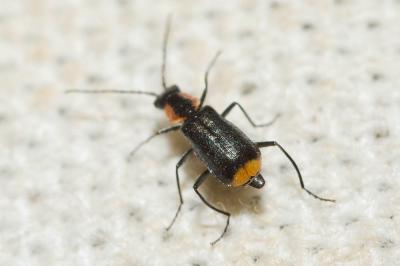 Malachie pulicaire Axinotarsus pulicarius (Fabricius, 1777)