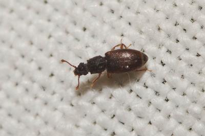  Monotoma picipes Herbst, 1793