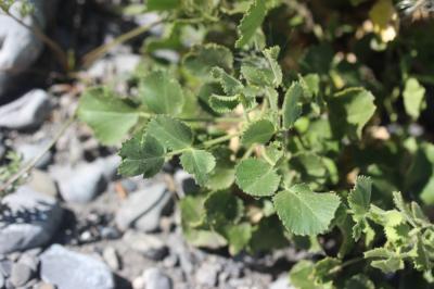 Bugrane à feuilles rondes, Bugrane à grandes fleur Ononis rotundifolia L., 1753