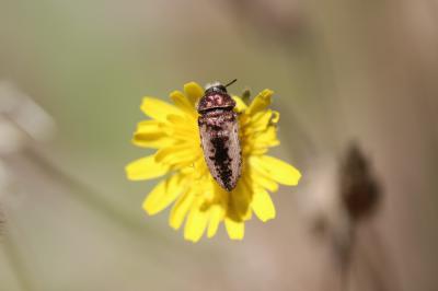 Acméodère de la Piloselle Acmaeodera pilosellae (Bonelli, 1812)