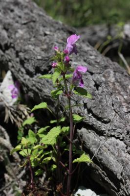 Lamier à grandes fleurs Lamium garganicum subsp. garganicum L., 1763