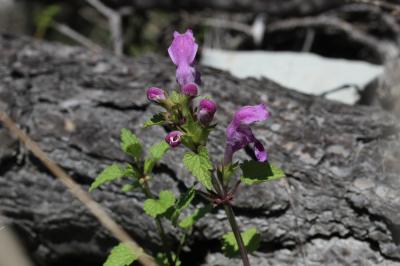 Lamier à grandes fleurs Lamium garganicum subsp. garganicum L., 1763