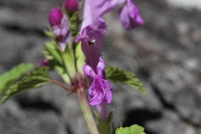 Lamier à grandes fleurs Lamium garganicum subsp. garganicum L., 1763