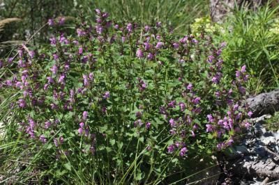 Lamier à grandes fleurs Lamium garganicum subsp. garganicum L., 1763