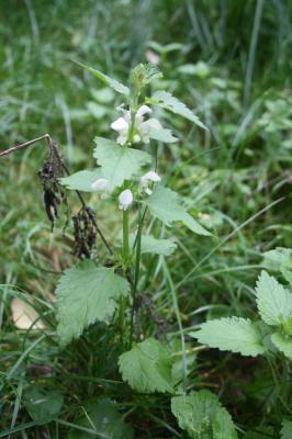 Lamier blanc, Ortie blanche, Ortie morte Lamium album L., 1753