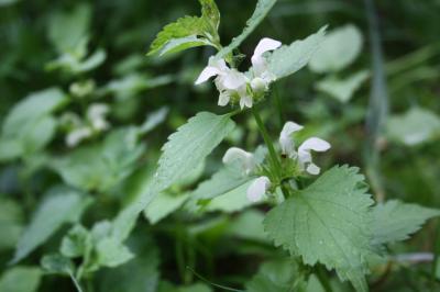 Lamier blanc, Ortie blanche, Ortie morte Lamium album L., 1753