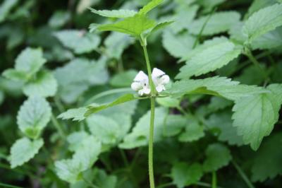 Lamier blanc, Ortie blanche, Ortie morte Lamium album L., 1753