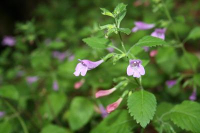 Calament à grandes fleurs Clinopodium grandiflorum (L.) Kuntze, 1891