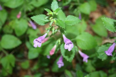 Calament à grandes fleurs Clinopodium grandiflorum (L.) Kuntze, 1891