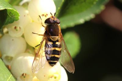  Syrphus torvus Osten-Sacken, 1875