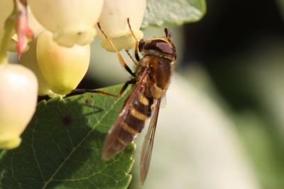  Syrphus torvus Osten-Sacken, 1875
