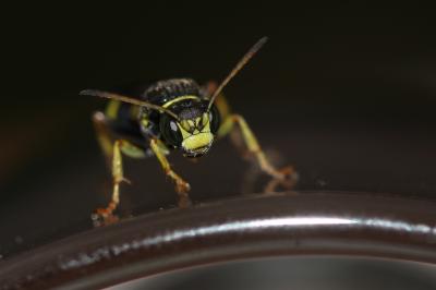  Gorytes laticinctus (Lepeletier de Saint Fargeau, 1832)