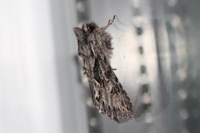 Noctuelle areolée (La) Xylocampa areola (Esper, 1789)