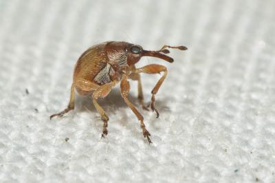  Corimalia tamarisci (Gyllenhal, 1838)
