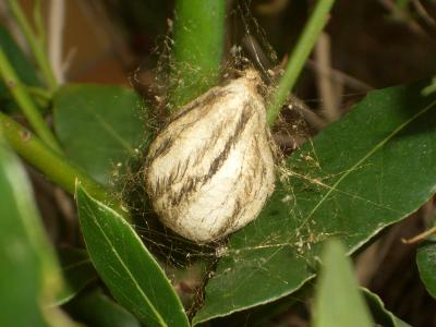 Épeire frelon Argiope bruennichi (Scopoli, 1772)