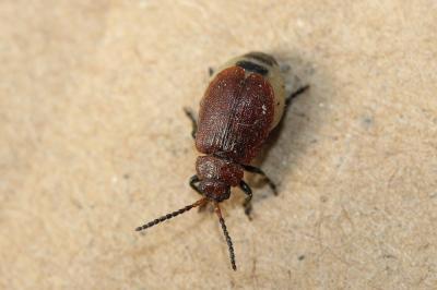  Emarhopa rufa (Germar, 1824)