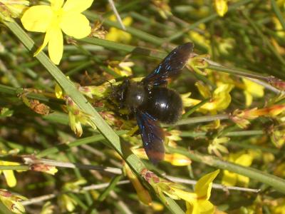 Abeille charpentière, Xylocope violet Xylocopa violacea (Linnaeus, 1758)