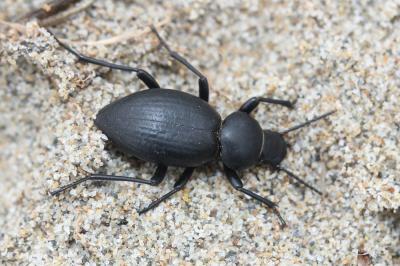  Tentyria mucronata Steven, 1829