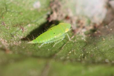  Synophropsis lauri (Horváth, 1897)