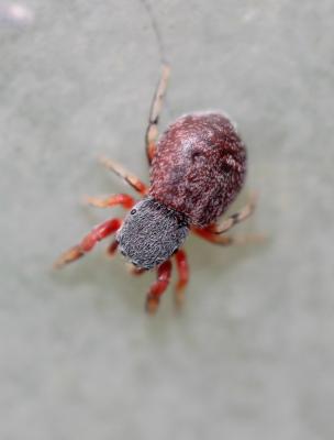  Ballus rufipes (Simon, 1868)