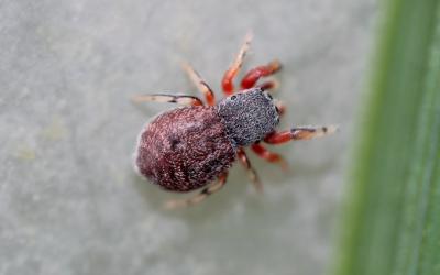  Ballus rufipes (Simon, 1868)