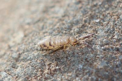  Willowsia nigromaculata (Lubbock, 1873)