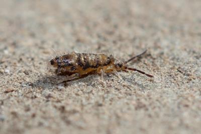  Willowsia nigromaculata (Lubbock, 1873)