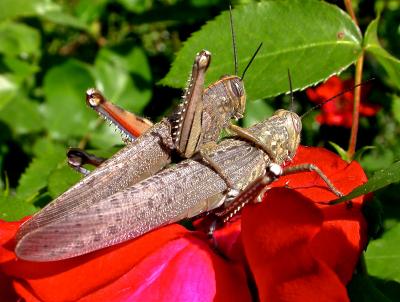Criquet égyptien Anacridium aegyptium (Linnaeus, 1764)
