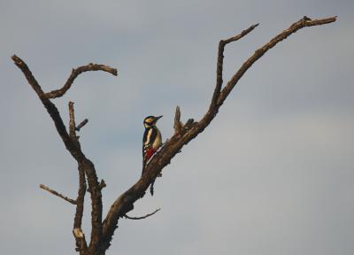 Pic épeiche Dendrocopos major (Linnaeus, 1758)