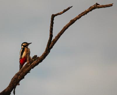Pic épeiche Dendrocopos major (Linnaeus, 1758)
