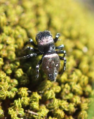  Heliophanus kochii Simon, 1868