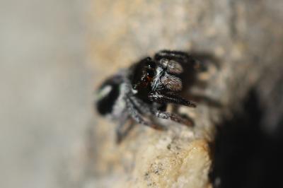  Pellenes geniculatus (Simon, 1868)