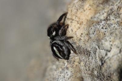  Pellenes geniculatus (Simon, 1868)