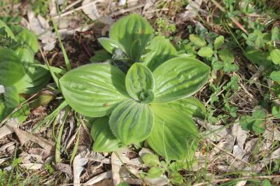 Plantain moyen Plantago media L., 1753